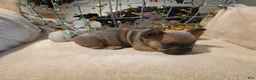 French Bulldog dogs for sale: Walter  - Ad 12