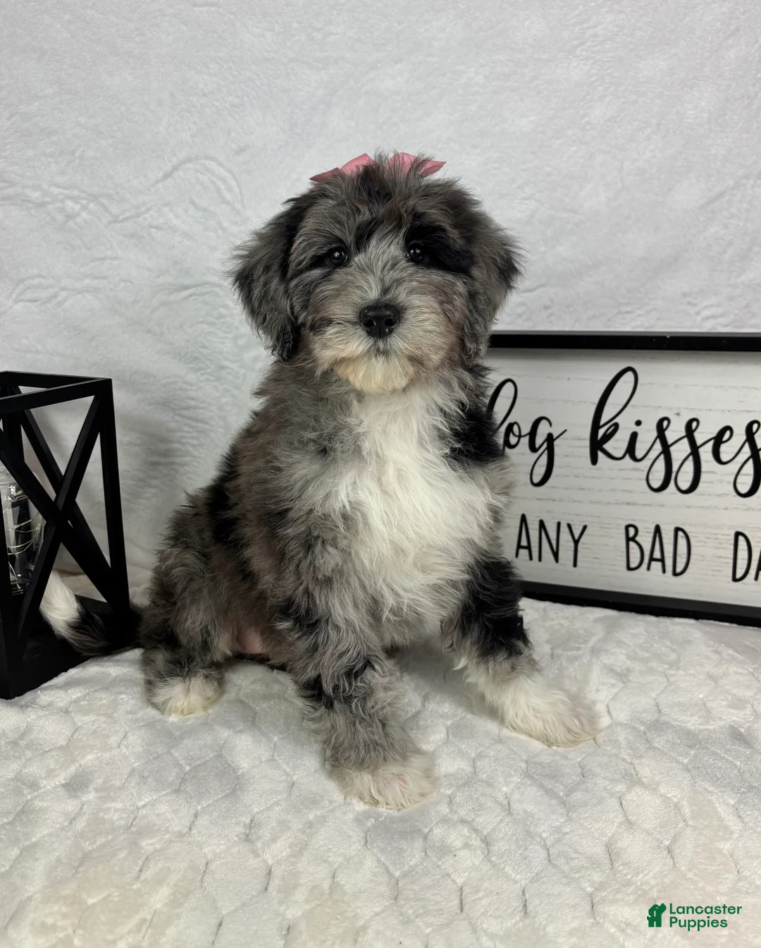Mini Bernedoodle dogs for sale: Phoebe - Ad 2