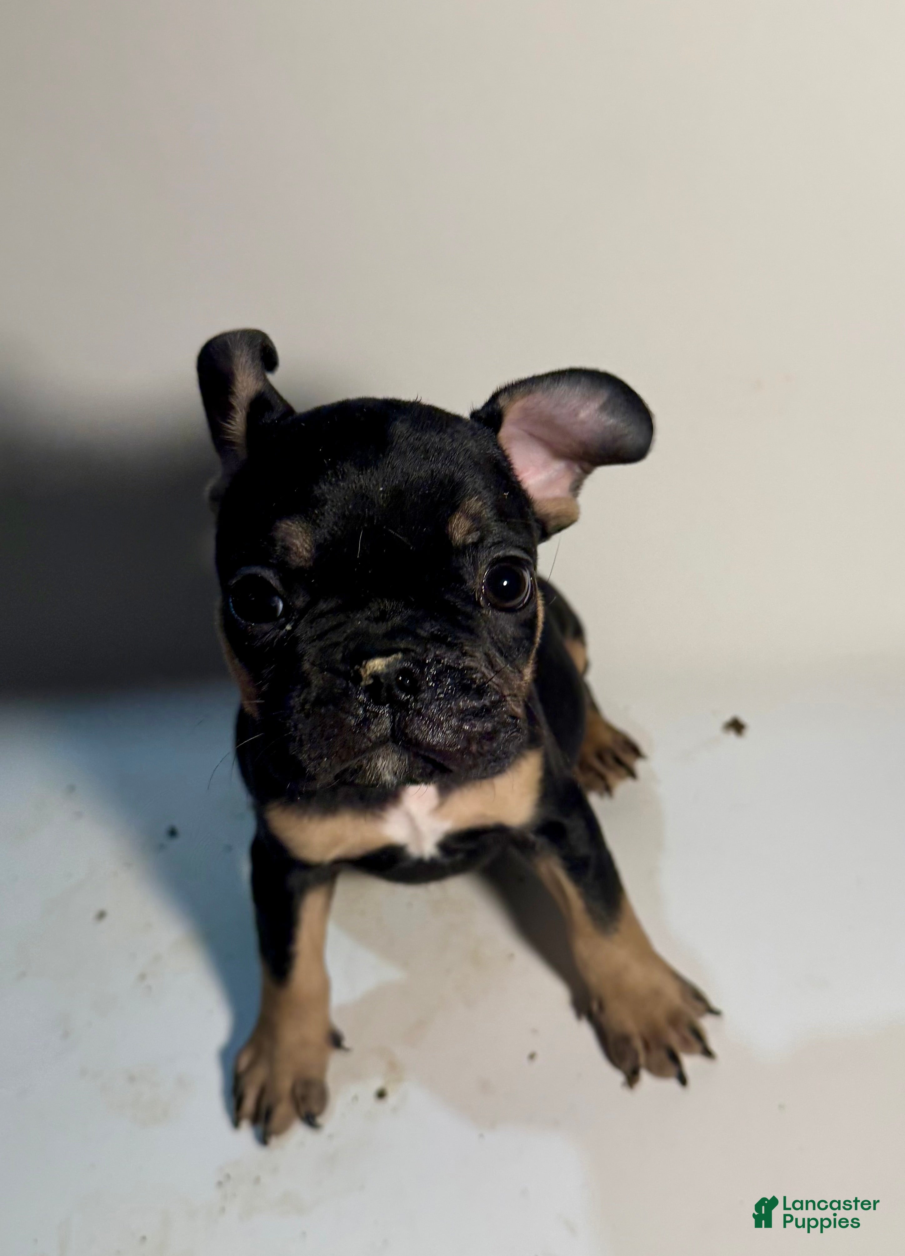 French Bulldog dogs French Bulldog Puppy 1 - Ad 10