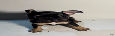 French Bulldog Puppy 1