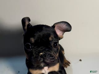 French Bulldog dogs French Bulldog Puppy 1 - Ad 9