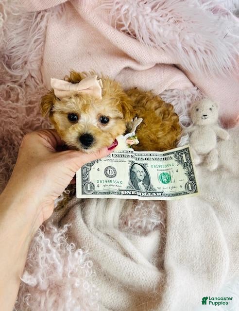 Toy Poodle dogs Toy Poodle Puppy 1 - Ad 37