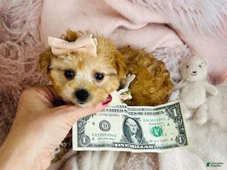 Toy Poodle dogs Toy Poodle Puppy 1 - Ad 37