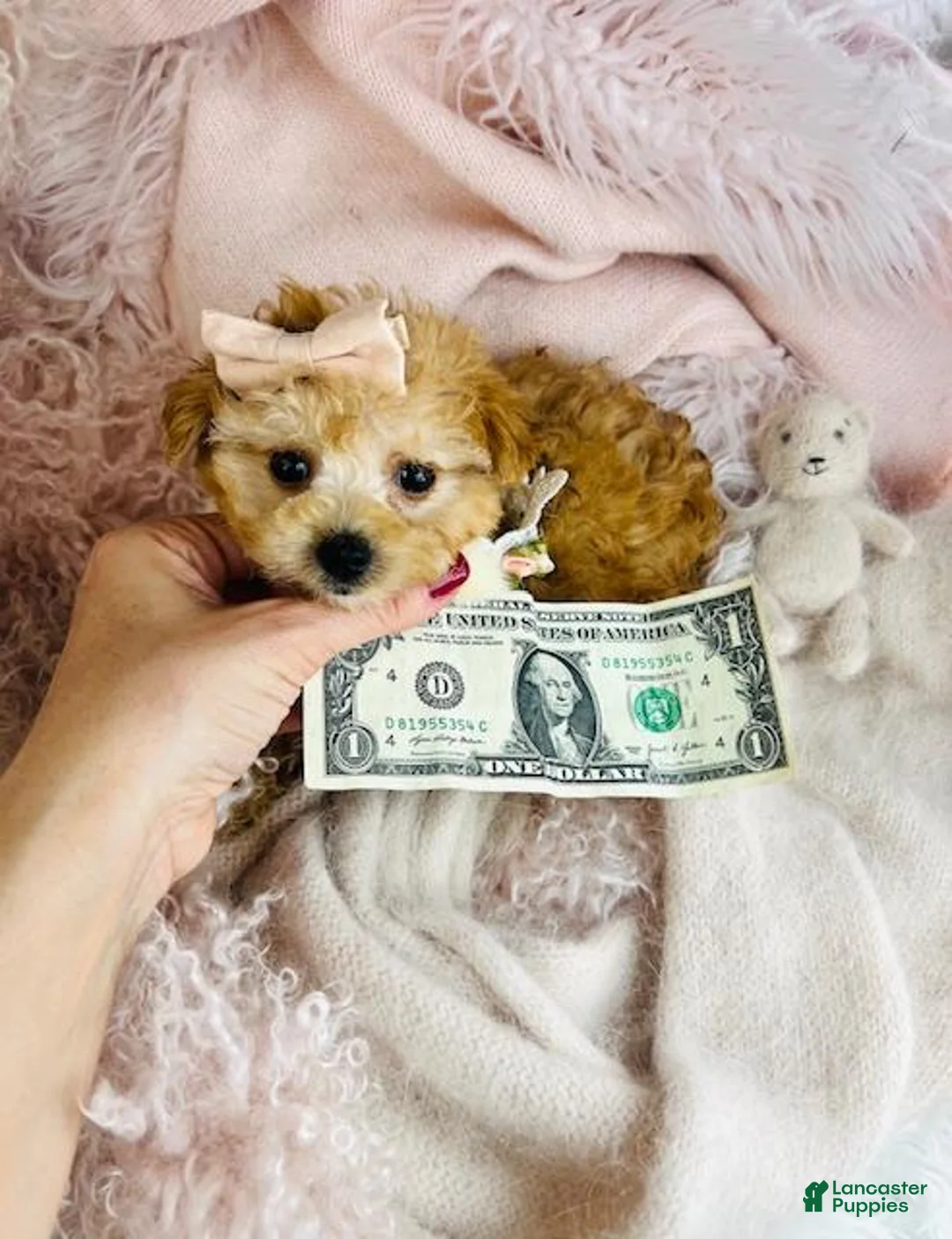 Toy Poodle dogs for sale: Toy Poodle Puppy 1 - Ad 1