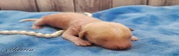 Mixed Breed dogs for sale: Justin - Ad 3