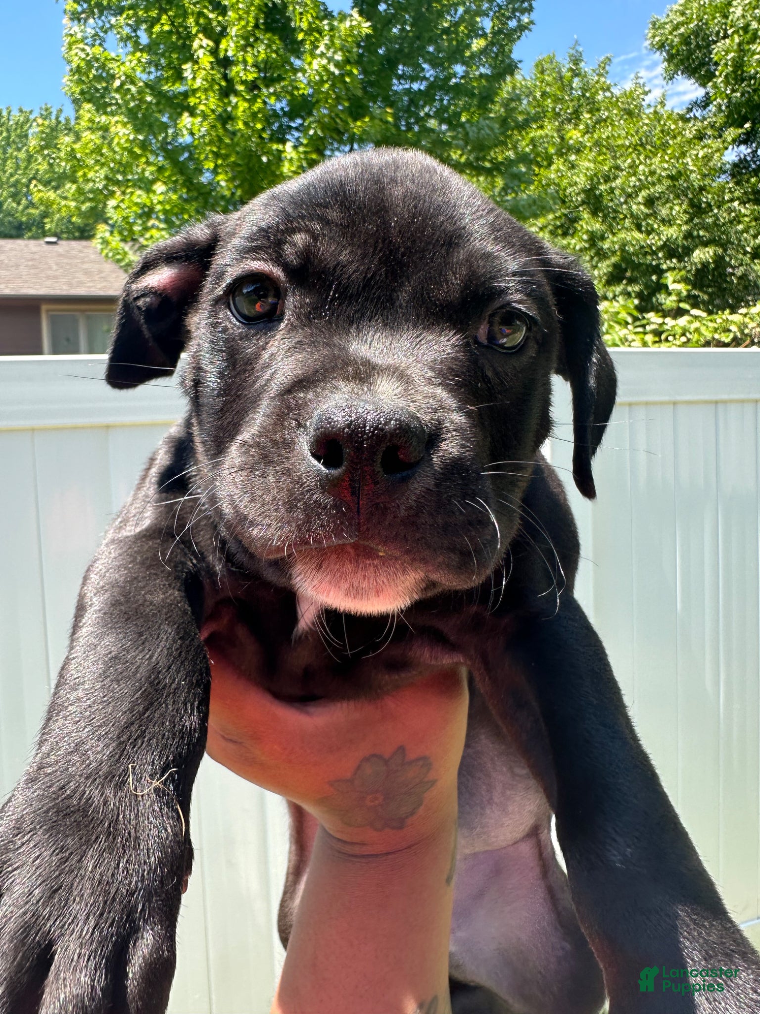 American Pit Bull Terrier dogs American Pit Bull Terrier Puppy 1 - Ad 9