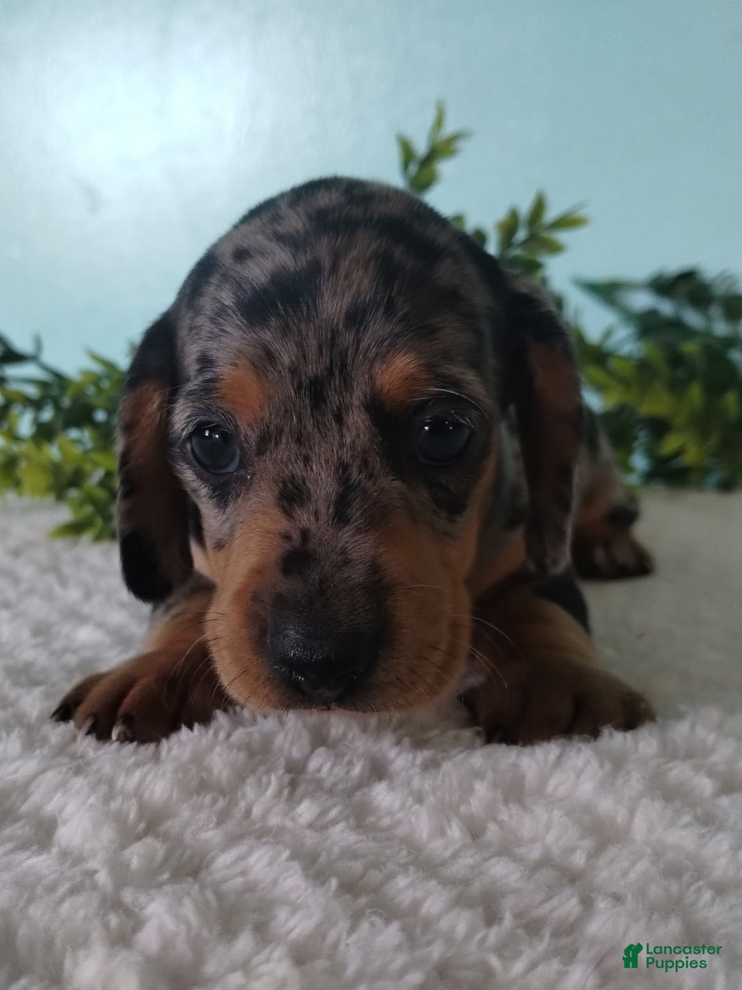 Miniature Dachshund dogs for sale: Fido - Ad 17