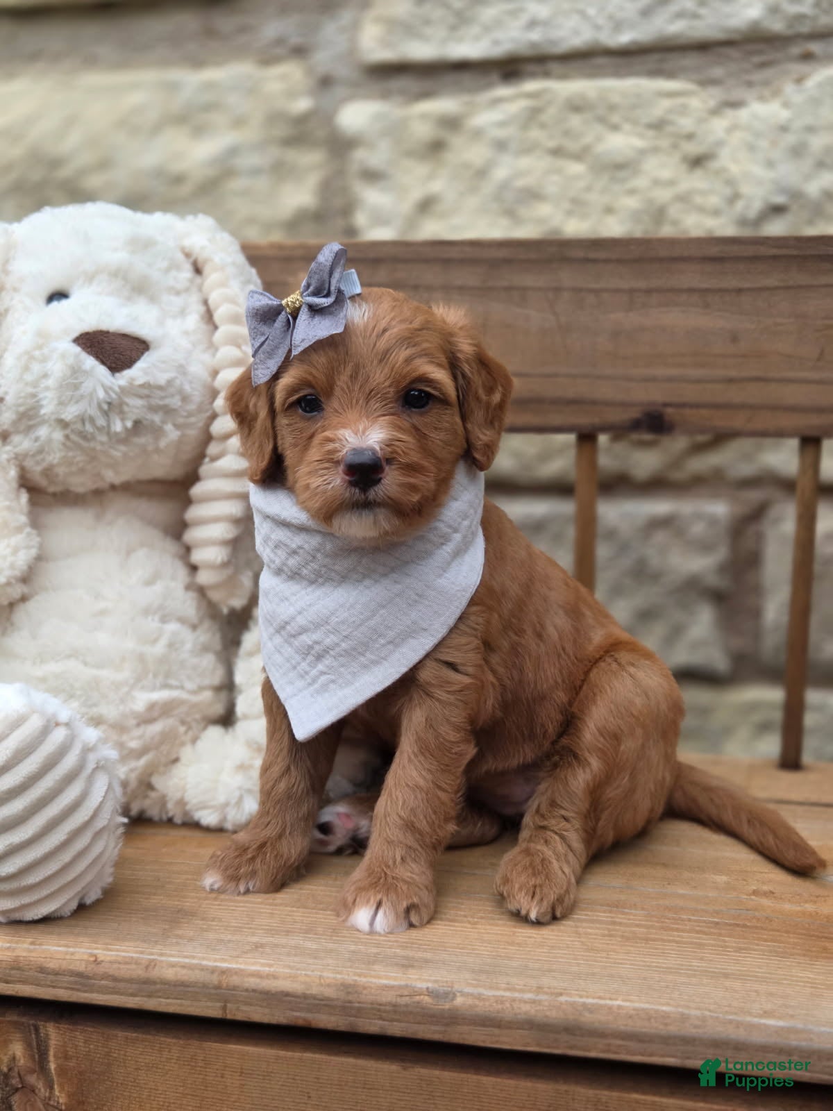 Goldendoodle dogs Scarlet - Ad 1