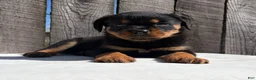 Rottweiler dogs for sale: Grace - Ad 3