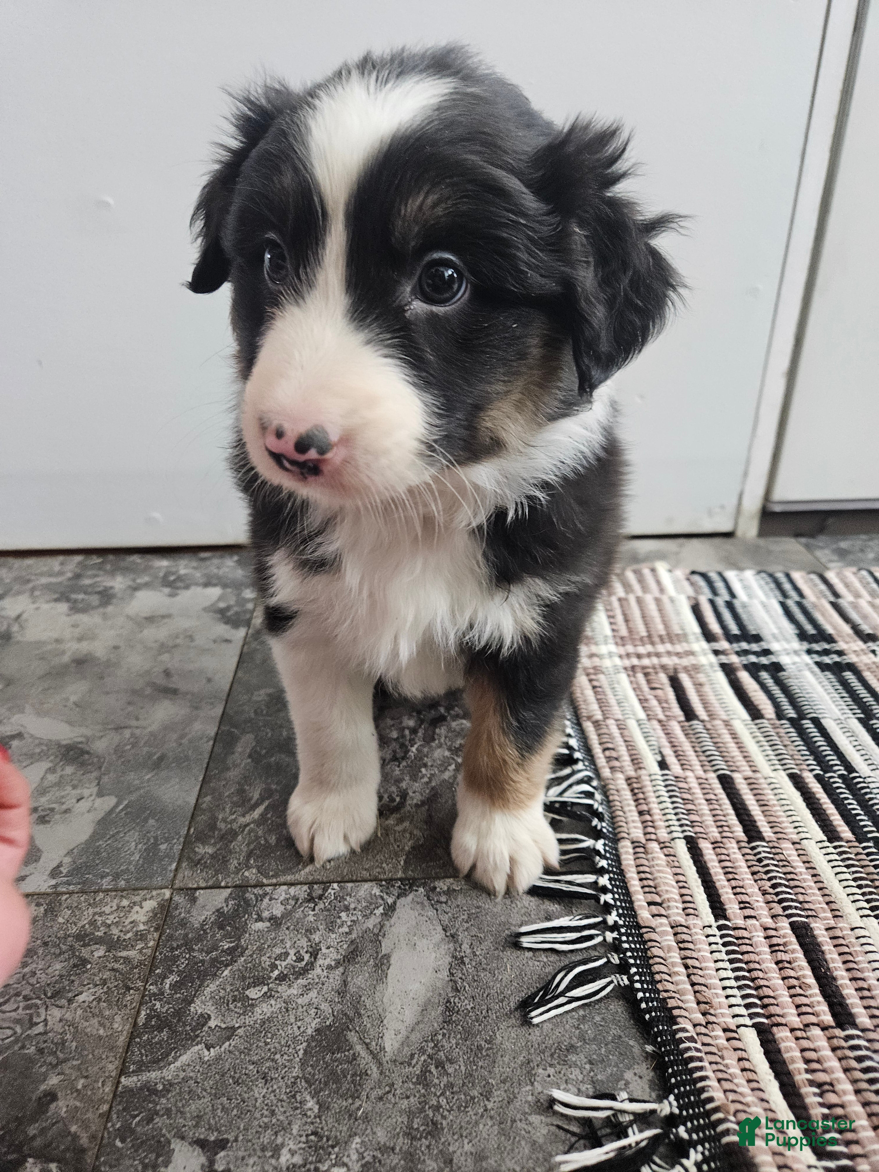 Australian Shepherd dogs Chase - Ad 31