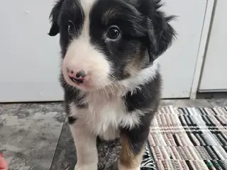 Australian Shepherd dogs Chase - Ad 31