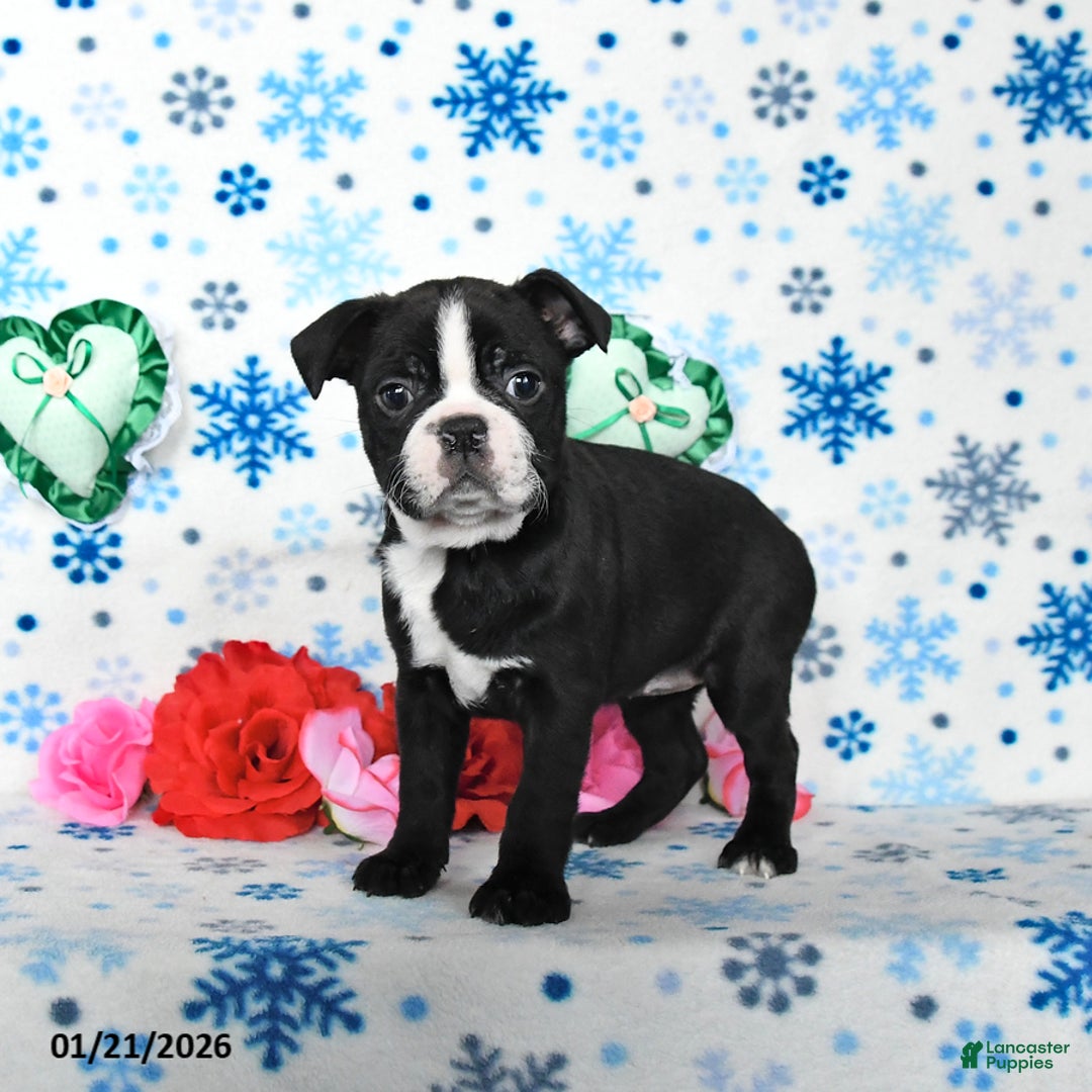 Boston Terrier dogs for sale: Charm  - Ad 4