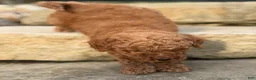 Mini Goldendoodle dogs for sale: Mini Goldendoodle 2 - Ad 3