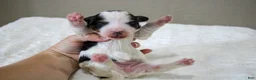 Mini Bernedoodle dogs for sale: Skye  - Ad 4