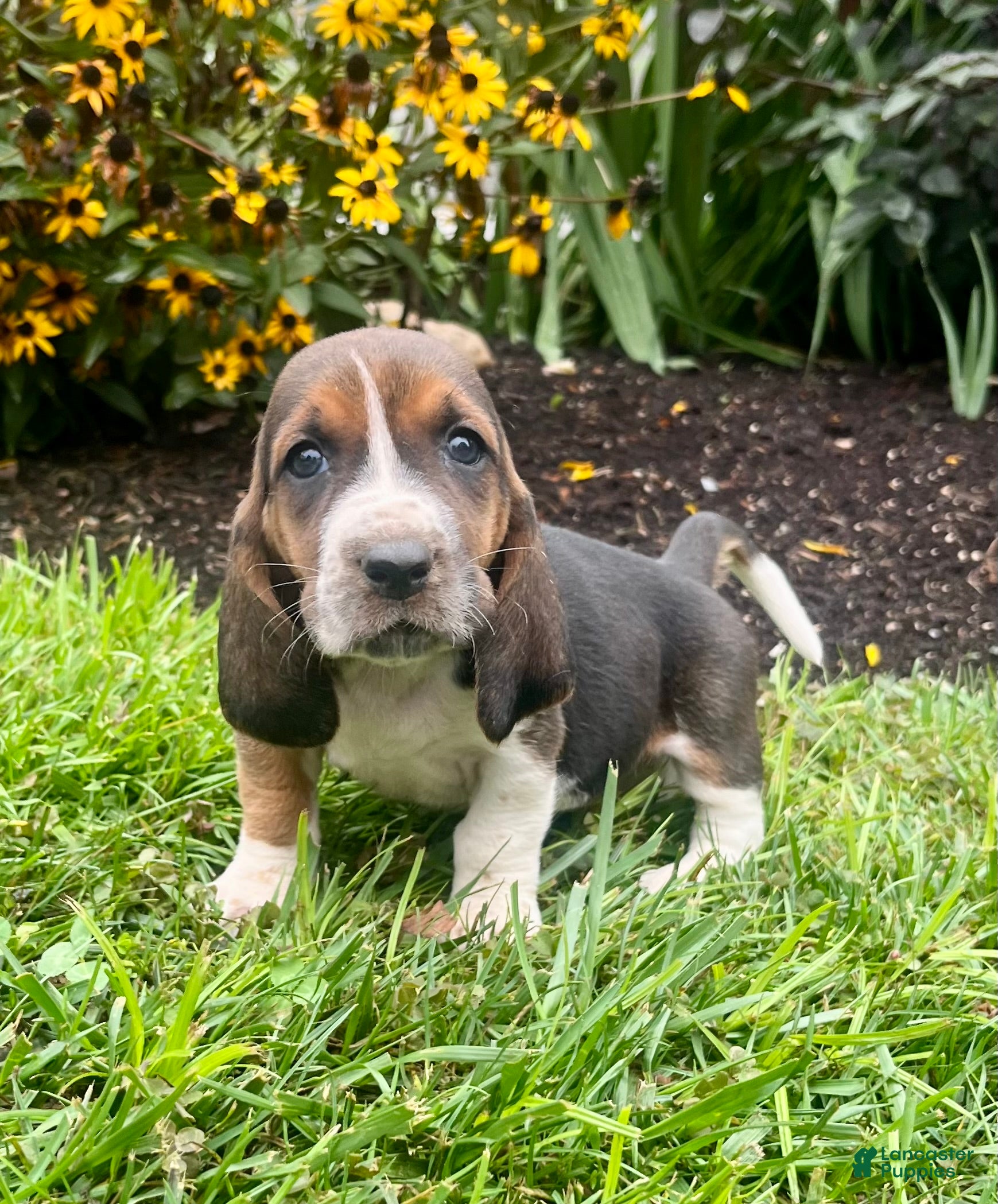 Basset Hound dogs Bluebell❤️AKC registered - Ad 1