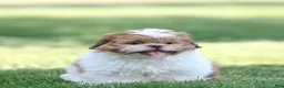 Shih Tzu dogs for sale: Dandy Shih Tzu  - Ad 3