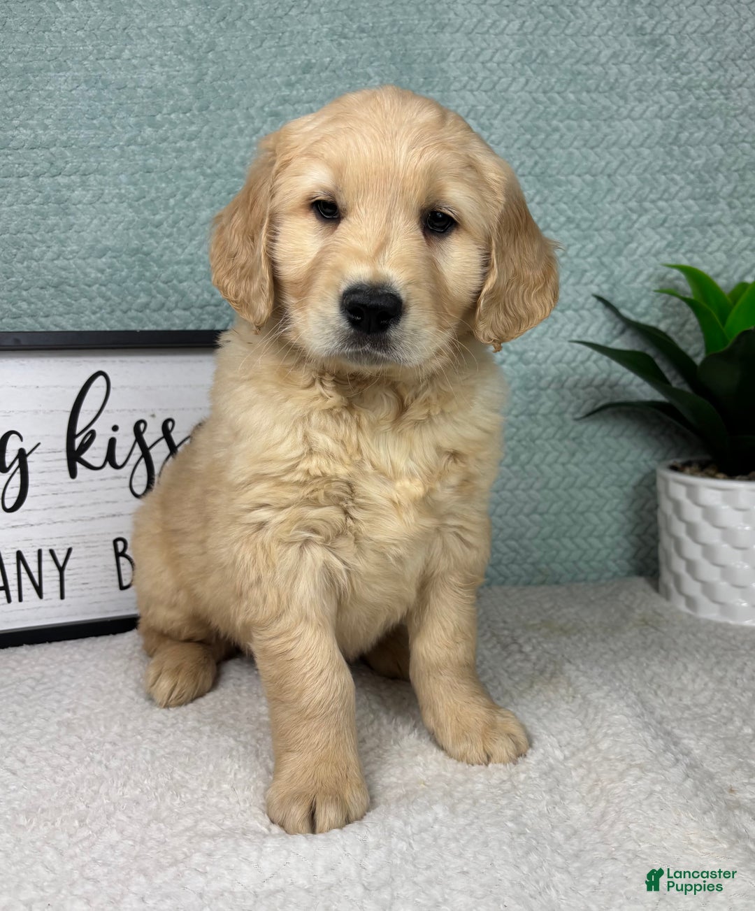 Golden Retriever dogs for sale: Grant - Ad 4