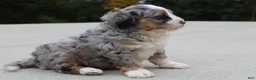 Mini Bernedoodle dogs for sale: Lillie  - Ad 3