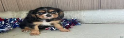 Cavalier King Charles Spaniel dogs for sale: Hudson Cavalier King Charles Spaniel  - Ad 7