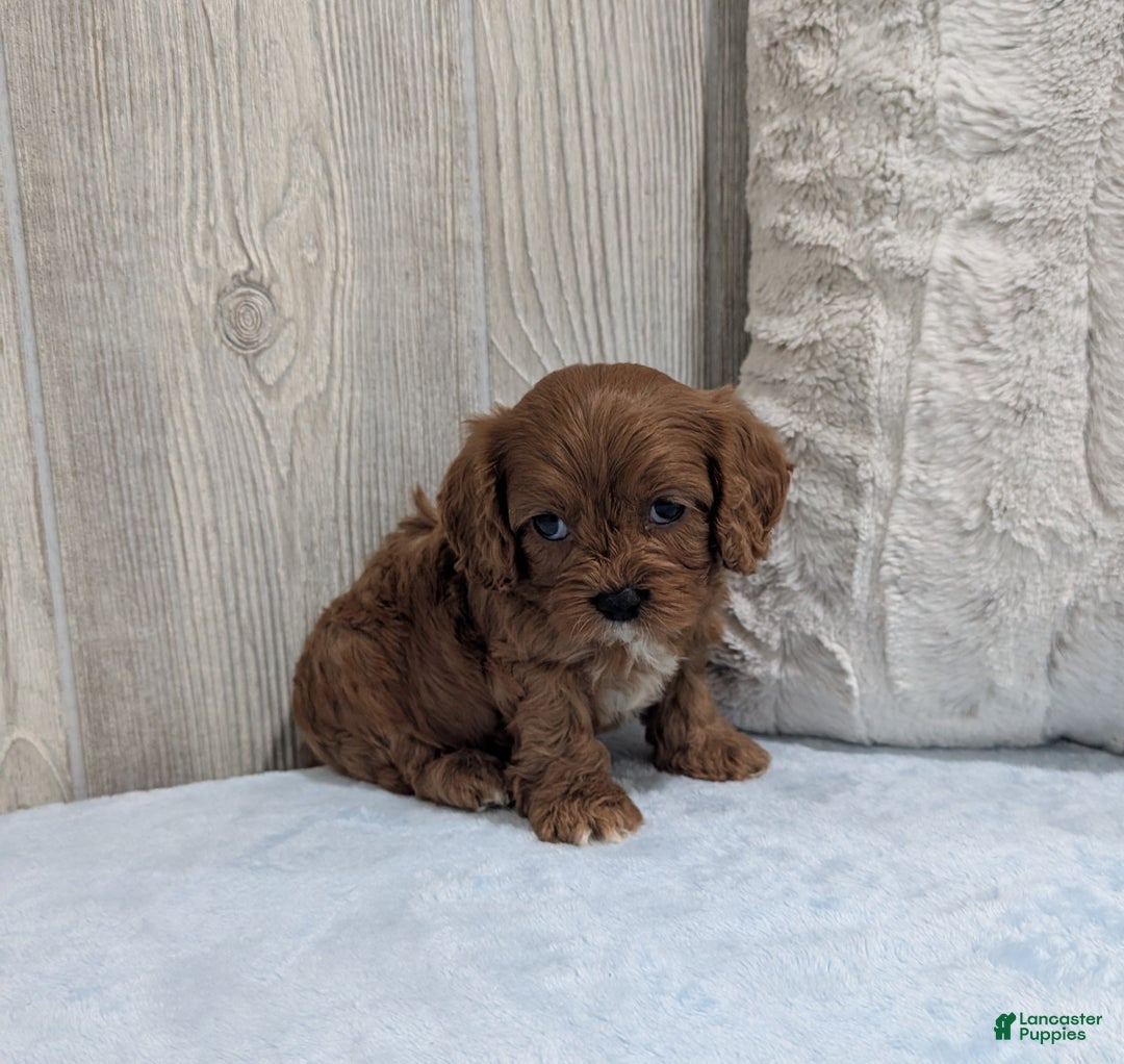 Cavapoo dogs for sale: Pebbles - Ad 4
