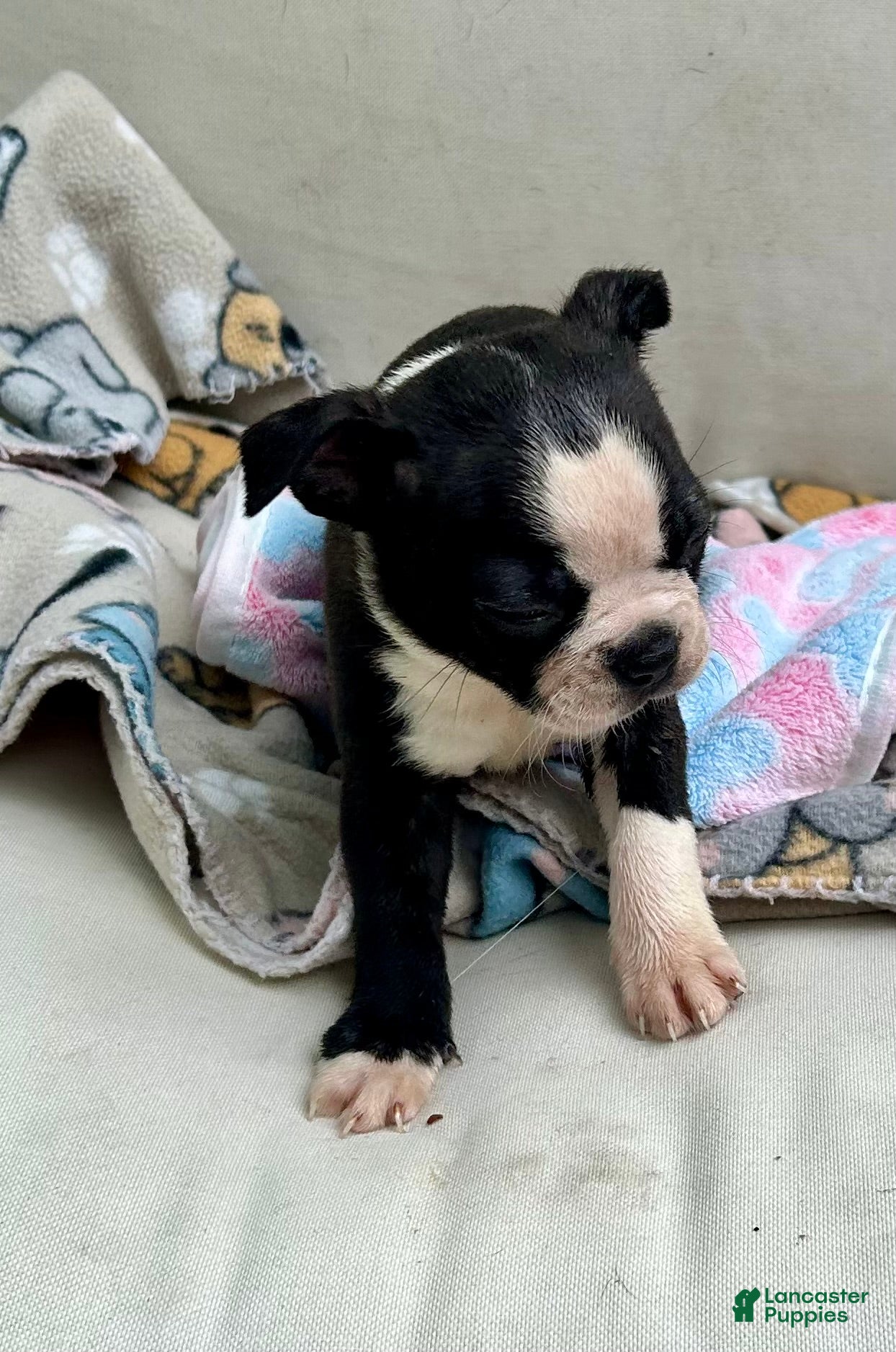 Boston Terrier dogs Boston Terrier Puppy 3 - Ad 24