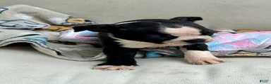 Boston Terrier Puppy 3