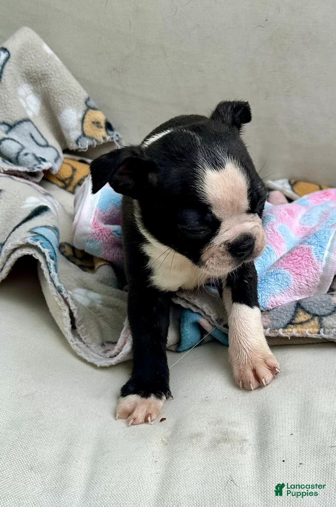 Boston Terrier dogs for sale: Boston Terrier Puppy 3 - Ad 1