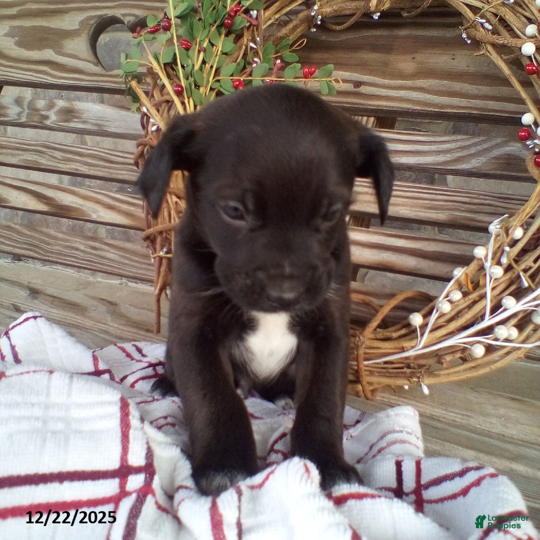 Mixed Breed dogs for sale: Chester - Ad 2