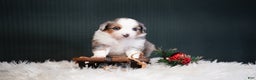 Miniature Australian Shepherd dogs for sale: Dustin - Ad 7