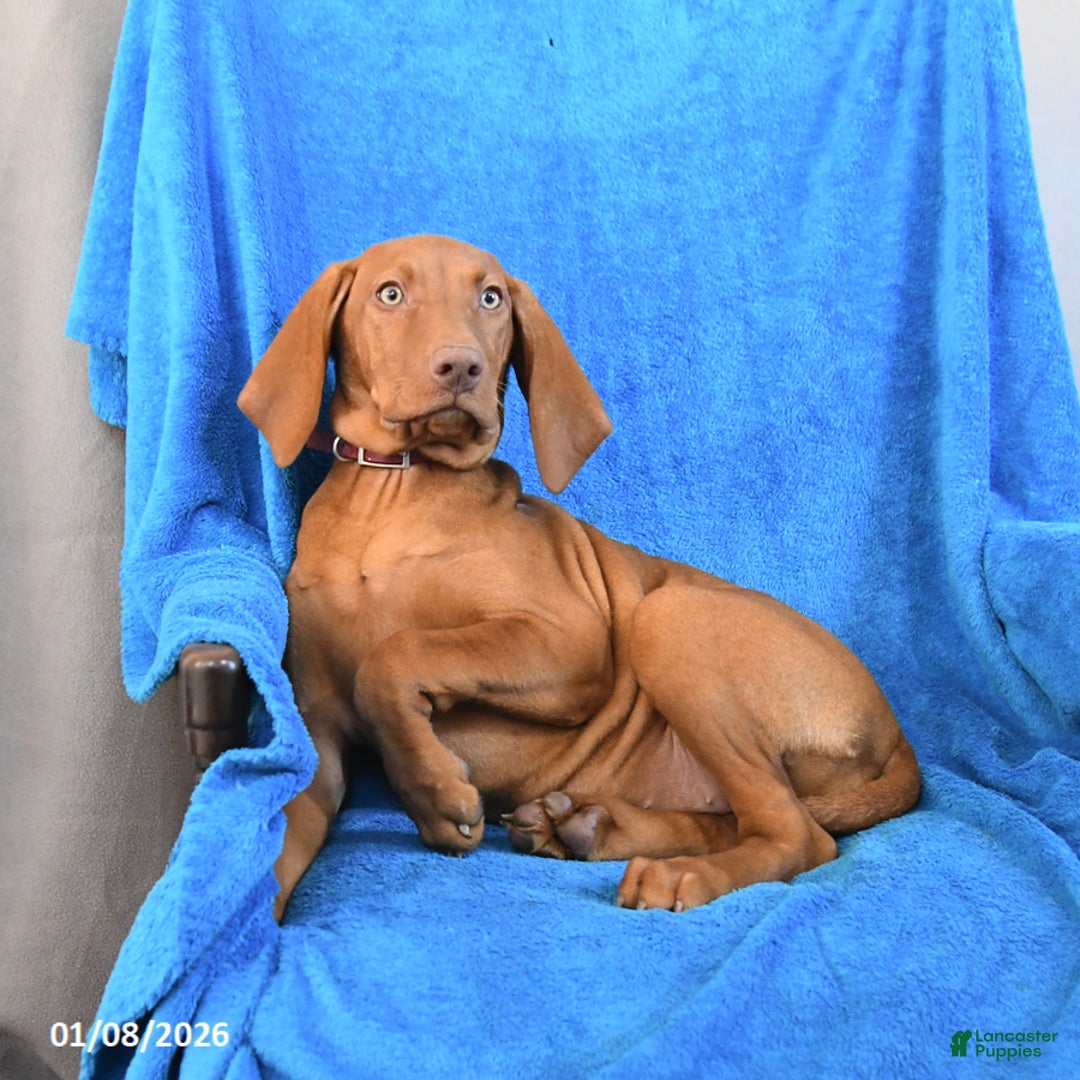 Vizsla dogs for sale: Riva - Ad 3