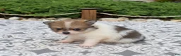 Pomeranian dogs for sale: Maggie - Ad 5