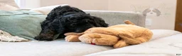 Bernedoodle dogs for sale: Denali - Ready Now! - Ad 15