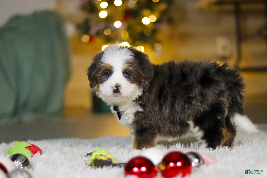 Mini Bernedoodle dogs for sale: Travis - Ad 3
