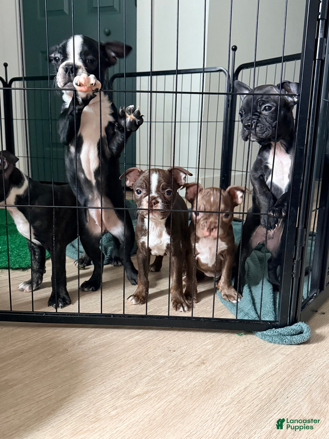 Frenchton dogs for sale: Penelope  - Ad 7