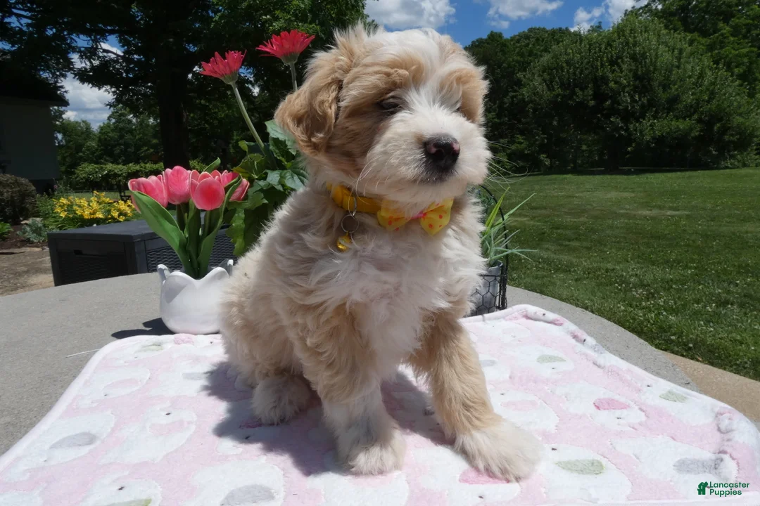 Mini Aussiedoodle dogs for sale: Mini Aussiedoodle 2 Bobby - Ad 2
