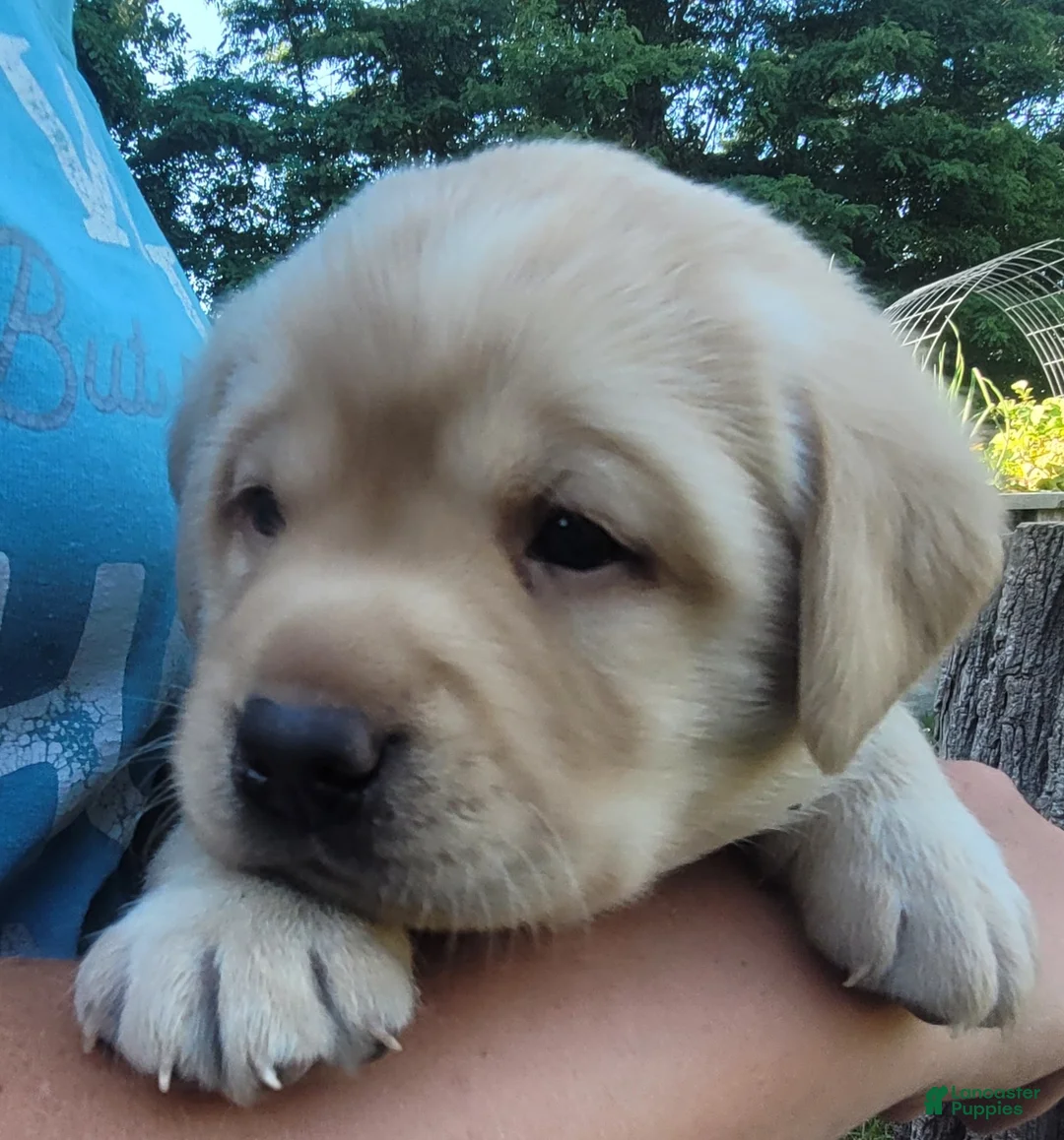 Labrador Retriever dogs for sale: Legend  - Ad 2