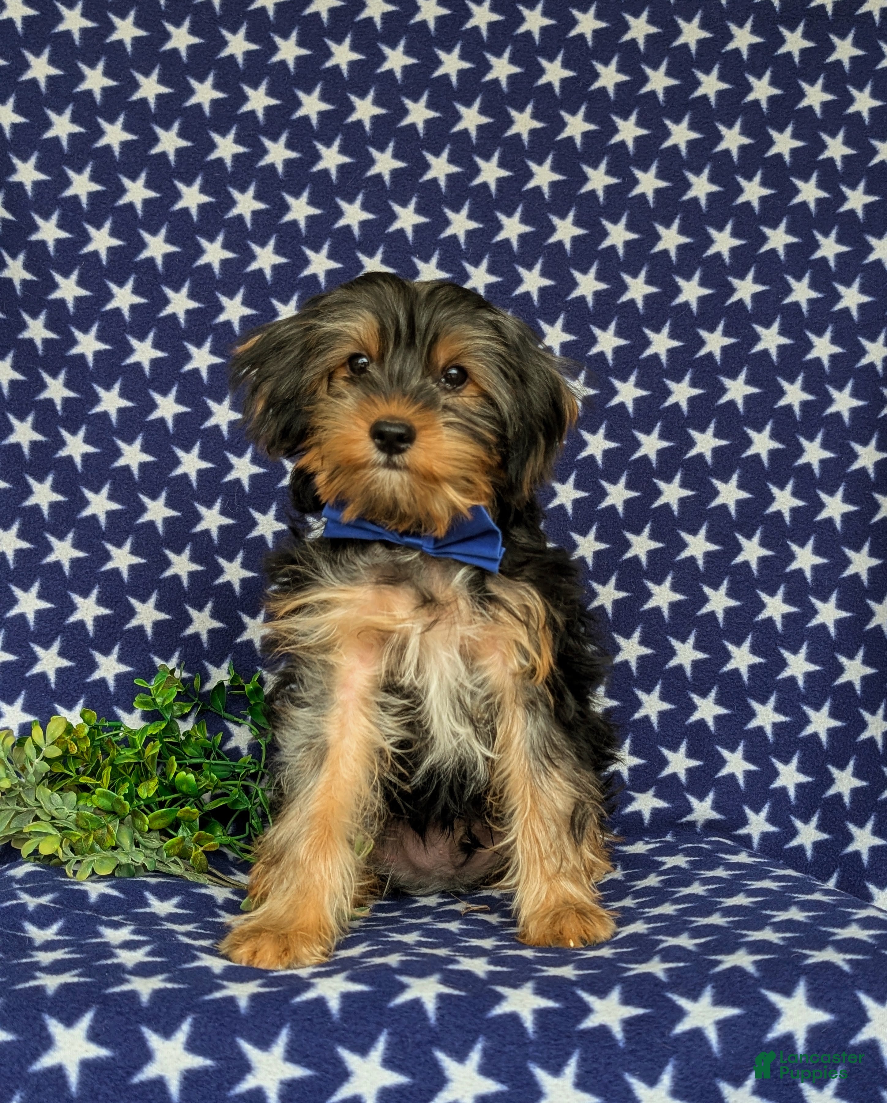 Shorkie dogs Lowell 7 lbs Full Grown - Ad 1