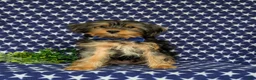 Shorkie dogs for sale: Lowell 7 lbs Full Grown - Ad 1