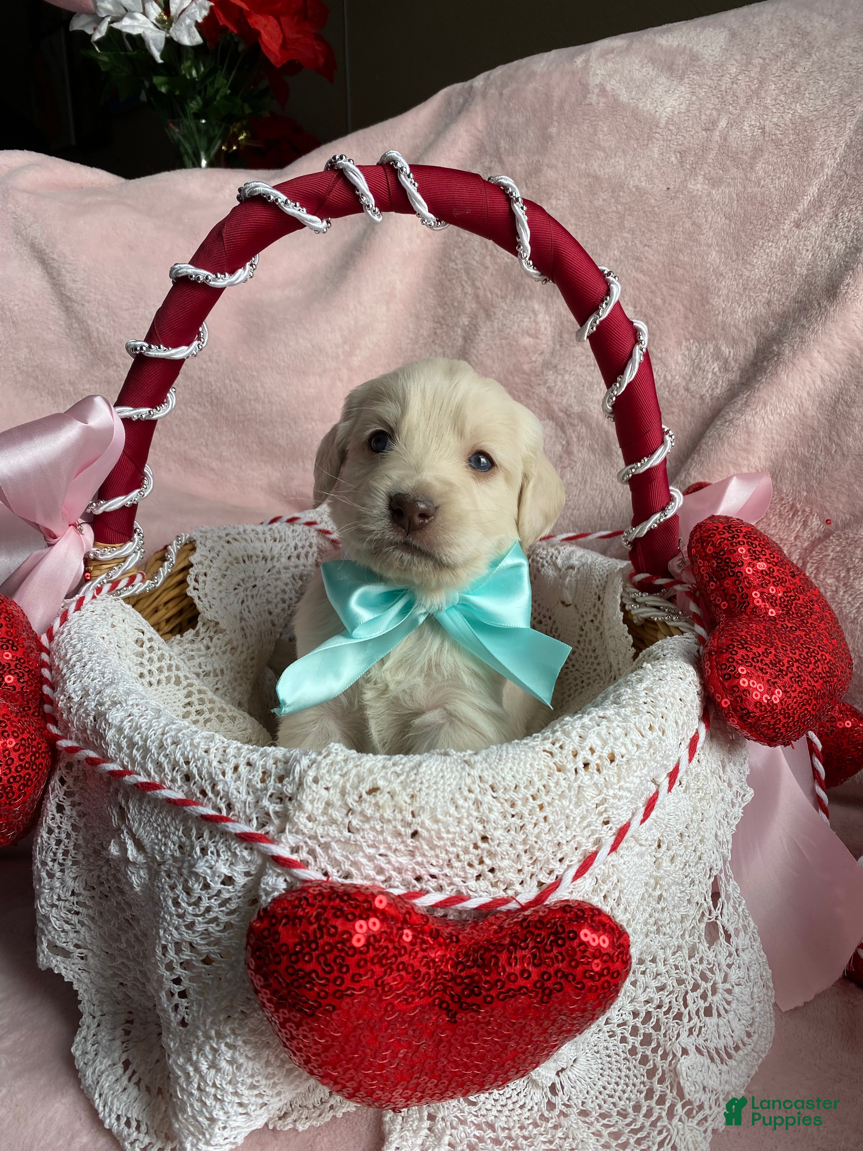 Mixed Breed dogs Max jr  - Ad 15