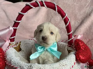 Mixed Breed dogs Max jr - Ad 15