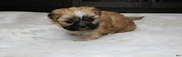 Shih Tzu dogs for sale: Carly - Ad 6