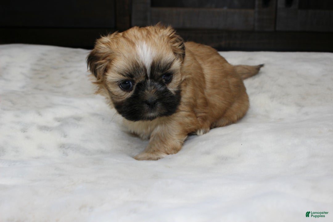Shih Tzu dogs for sale: Carly - Ad 6
