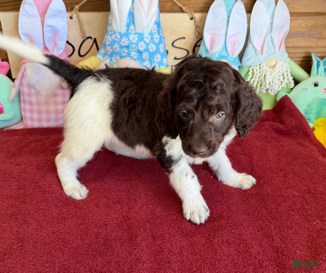 Mini Goldendoodle dogs for sale: Maria - Ad 5