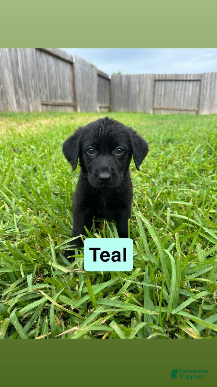 Labrador Retriever dogs for sale: Teal - Ad 1