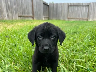 Labrador Retriever dogs Teal - Ad 1