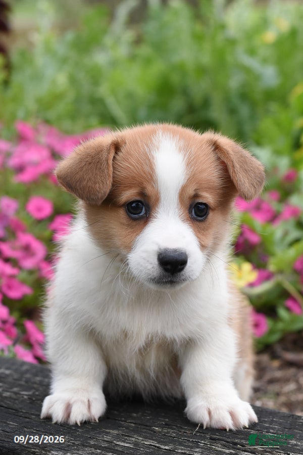 Welsh Corgi Pembroke dogs Autumn - Ad 2