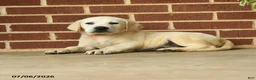 Labrador Retriever dogs for sale: Billy - Ad 4