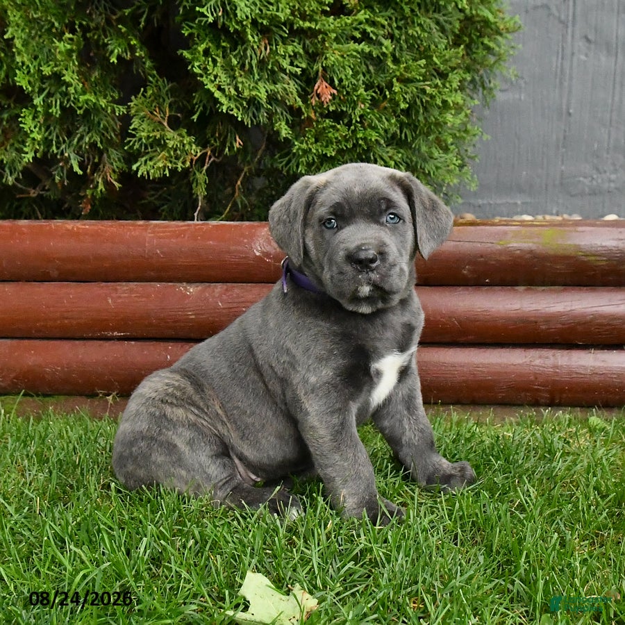 Cane Corso dogs Aster - Ad 1