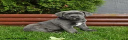 Cane Corso dogs for sale: Aster - Ad 1