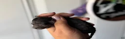 Mini Goldendoodle dogs for sale: Bronnie - Ad 3